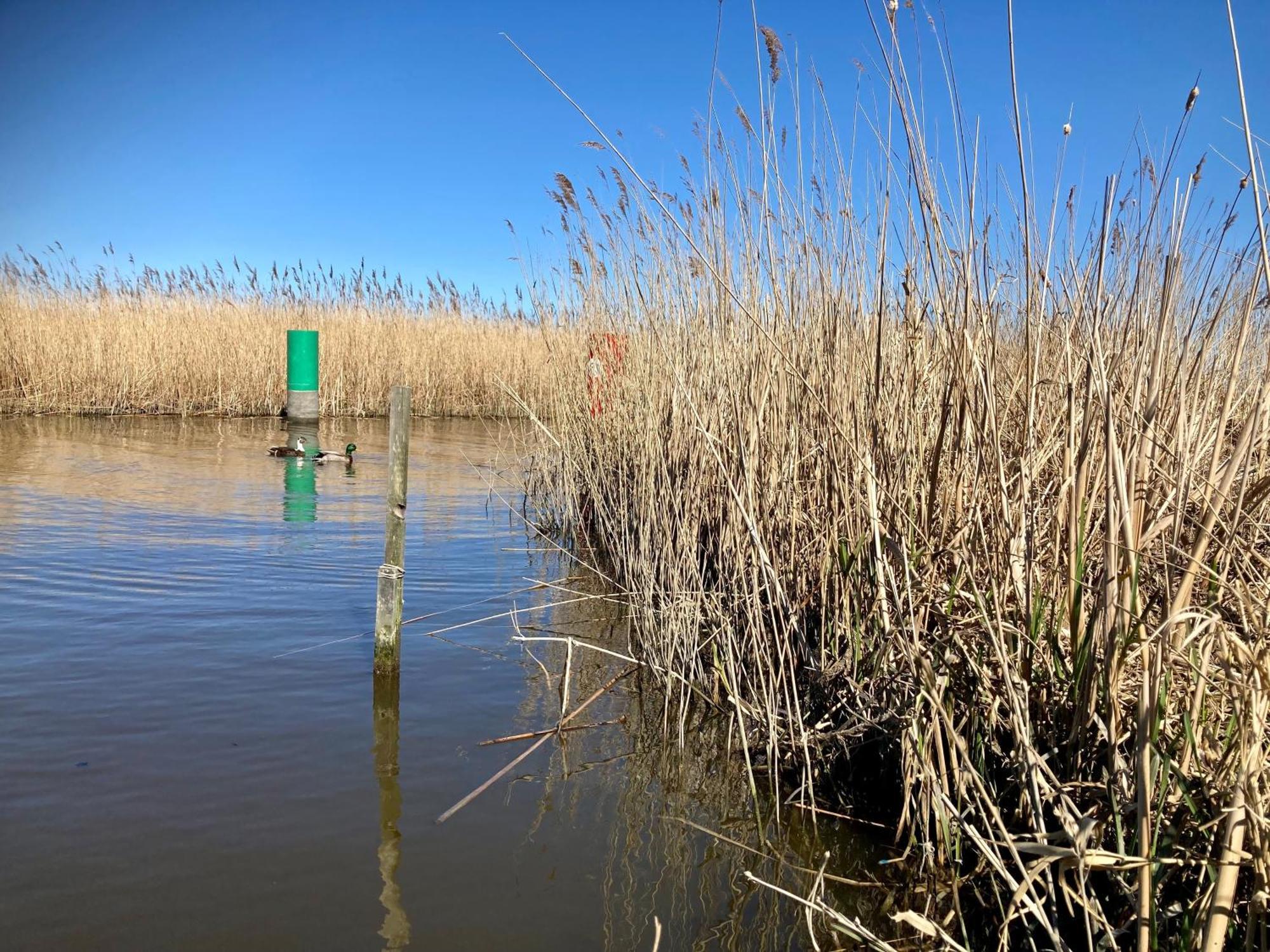 House Marijke With Winter Garden And Direct Access To The Lauwersmeer Anjum Esterno foto